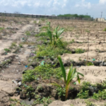 SWASAM (NTPL Project)